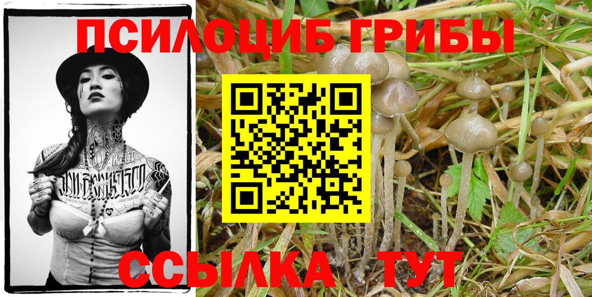 Галлюциногенные грибы Psilocybine cubensis Карасук